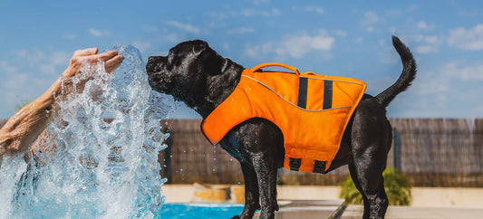 Do Dogs Need Life Jackets?